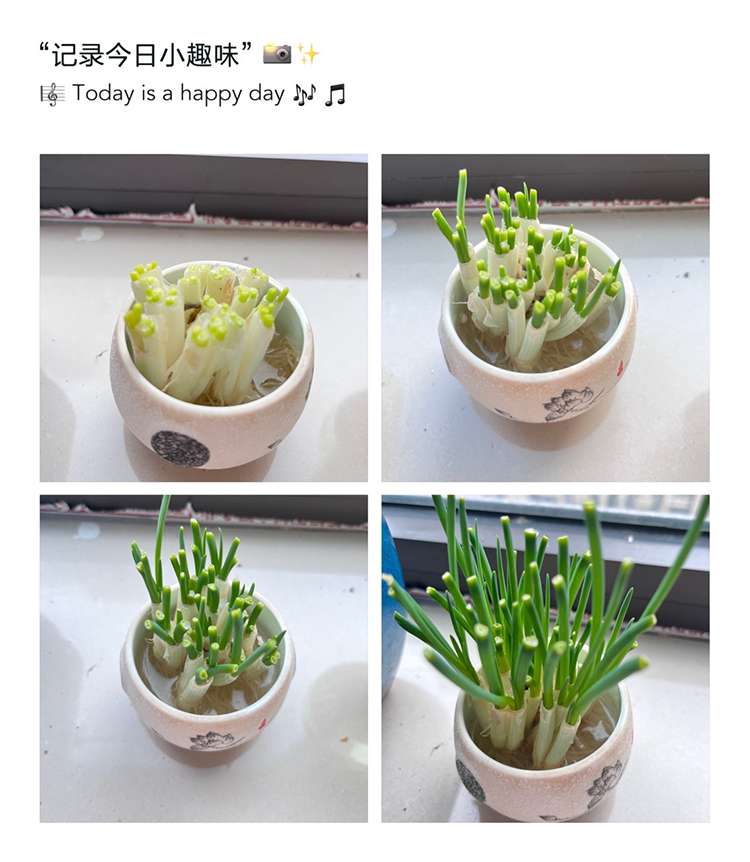 图片13：七10班李初夏的水培小葱.jpg